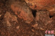 八字详批江西发现蜘蛛新物种 为研究呵叻蛛属适应区域提供依据